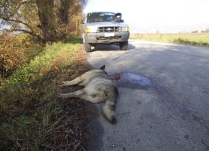 Φλώρινα: Ένας ακόμα λύκος νεκρός σε τροχαίο